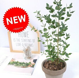 楽天市場 ユーカリ 花 観葉植物 花 ガーデン Diy の通販