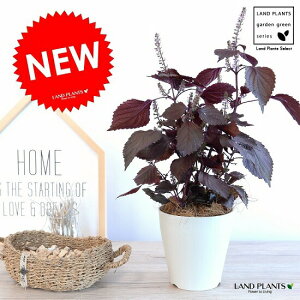 観葉植物 紫 苗の人気商品 通販 価格比較 価格 Com