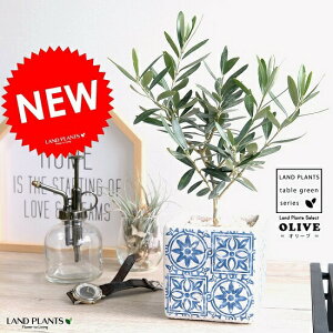オリーブ 苗木 盆栽 植木の人気商品 通販 価格比較 価格 Com