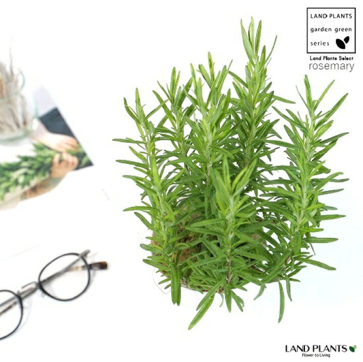 楽天市場 ローズマリー ギルティックゴールド 3号 白色 プラスチック鉢 ギルテッドゴールド マンネンロウ 立性 苗 苗木 鉢植え プラ鉢 料理 ハーブ 境界垣 生垣 海のしずく 薬 バルコニスト ココヤシファイバー 観葉植物 ランドプランツ