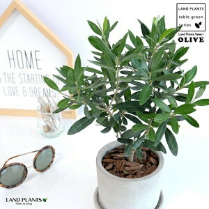 オリーブ 苗 植木 盆栽の人気商品 通販 価格比較 価格 Com