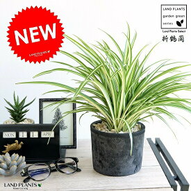 楽天市場 観葉 植物 オリヅルランの通販