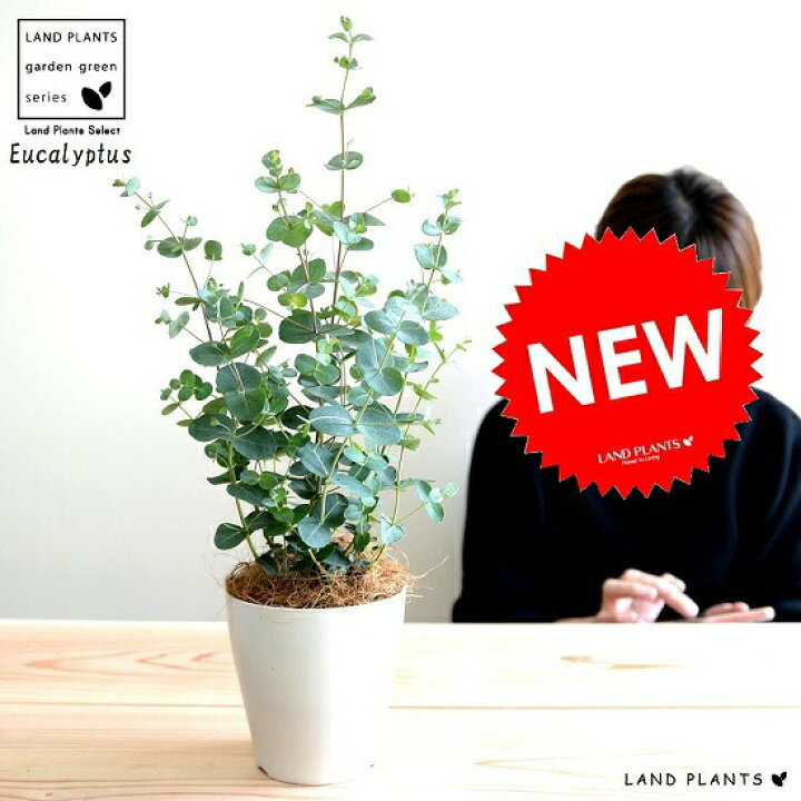 楽天市場 お試し ユーカリ グニー 4号 白色 プラスチック鉢 鉢植え プラ鉢 ホワイト 白 ユーカリの木 ユーカリプタス フトモモ グニ コアラ インテリアバーク 観葉植物 ランドプランツ