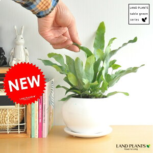 y ϗtA z@t{fBE@u[X^[@Fی^ɐAu₩ϗt@||W[@V_A@hV̓@|Cg@ϗtA