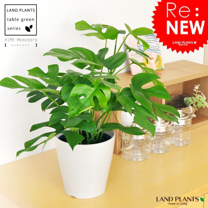 楽天市場 ヒメモンステラ 5号 白色 プラスチック 鉢カバーセット 受皿 育て方 鉢カバー アダンソニー ペルツーサ ホウライショウ属 デリシオサ デリシオーサ 観葉植物 ランドプランツ