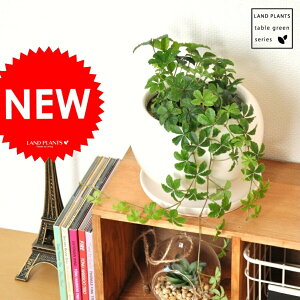 VK[oC F ی^ 픫 iF΁j 5t̔A@pemVbTX@hV̓@|Cg@ϗtA 