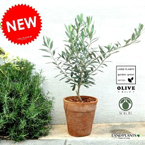 オリーブ (茶色)モスポット トール ラウンド型 テラコッタ 素焼 陶器 ブラウン オレンジ 茶 結婚式で両親へのプレゼント 結婚式の記念品 親贈呈ギフト 両親贈呈品 観葉植物 観葉 庭木 植