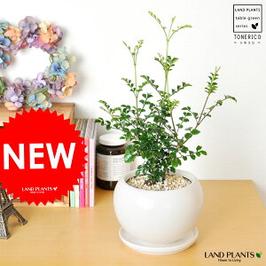 シマトネリコ 白色 丸型 陶器鉢 鉢植え 室内用の トネリコ 敬老の日 ポイント消化 観葉植物