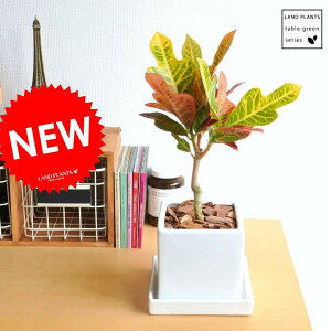 yϗtAz@Ng@VvXNGA^ɐANgEGNZgtable green series@hV̓@|Cg@ϗtA