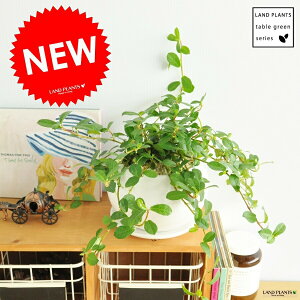 観葉植物 つるの人気商品 通販 価格比較 価格 Com 観葉植物 つるの人気商品 通販 価格比較 価格 Com