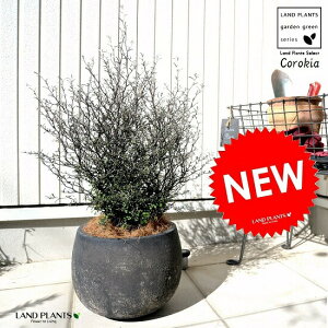 RLAiRglAX^[j F ۂĂ eRb^ A  c c f  Corokia cotoneaster  ubN O[ ϗtA 