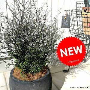 RLAiRglAX^[j F ۂĂ eRb^ A  c c f  Corokia cotoneaster  ubN O[ ϗtA 