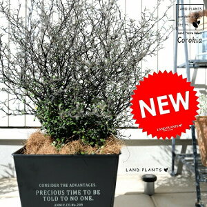 RLAiRglAX^[j zCgS F XNGA^ uL|bg A  c c Corokia cotoneaster  ubN O[ ϗtA 