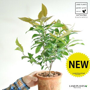 }[gin[uj F X|bg V_[^ 픫 yo[N`bvz IW Vg[ }[g̖ n[u n[ fBJn[u MOSS POT eRb^ f f