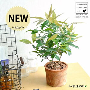 }[gin[uj F X|bg V_[^ 픫 yo[N`bvz IW Vg[ }[g̖ n[u n[ fBJn[u MOSS POT eRb^ f f