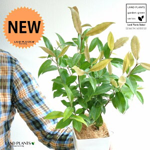 yz }[g 4 F vX`bN yRRt@Co[z zCg Vg[ }[g̖ n[u n[ fBJn[u c c  A v