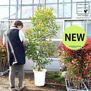 レッドロビン 10号 プラスチック鉢 (高さ160?180cm)苗 苗木 苗ポット セイヨウカナメ カナメモチ 生垣 垣根 目隠し 壁面緑化 グリーンウォール グリーンカーテン 鉢植え 植木 庭木 雑木 eco エ