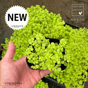 【苗木】【朝ドラらんまん】 マルバマンネングサ(セダムマキノ) 3号 ポット苗 (1ケース:24個)丸葉万年草 万年草 牧野富太郎 Sedum makinoi 多肉 多肉植物 苗 苗木 花苗 連続テレビ小説 NHK