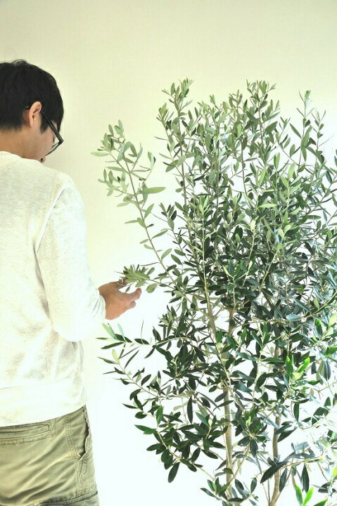 楽天市場 オリーブ 10号 黒色 セラーアート鉢 大型 尺 尺鉢 鉢植え 苗 苗木 オリーブ苗 オリーブの木 オリーブの樹 観葉植物 植木 ココヤシファイバー ヤシ繊維 橄欖 かんらん ブラック 黒 プラ鉢 ランドプランツ