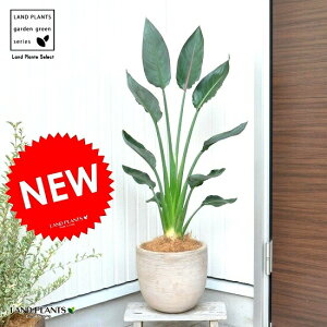 観葉植物 ストレリチア レギネの人気商品 通販 価格比較 価格 Com