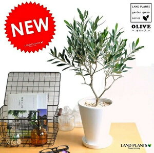 植木 盆栽 オリーブの木の人気商品 通販 価格比較 価格 Com 植木 盆栽 オリーブの木の人気商品 通販 価格比較 価格 Com