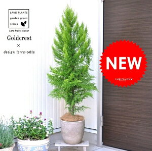 ゴールドクレスト 盆栽 植木の人気商品 通販 価格比較 価格 Com