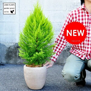 Rjt@[iS[hNXgjyV[gz fUC̗ǂ eRb^ EB}@NX}Xc[@EC}@hV̓@|Cg@ϗtA