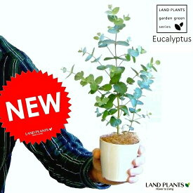 【お試し】 ユーカリ（グニー） 3号 白色 プラスチック鉢 ユーカリプタス　フトモモ　鉢植え　観葉植物