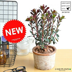 ユーフォルビア（パープレア）（茶色）モスポット シリンダー型 テラコッタ ユーホルビア　トウダイグサ　Euphorbia amygdaloides' Purpurea' 　鉢植え　寄せ植え　バルコニスト　MOSS POT　敬老の日　ポイント消化　観葉植物