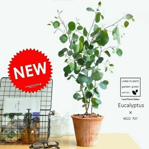 ユーカリ 観葉植物の人気商品 通販 価格比較 価格 Com