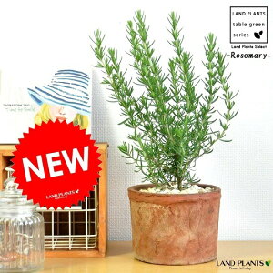 [Y}[ F X|bg V_[ eRb^픫 iVRӐ:CG[j MOSS POT n[u V_[^@eRb^yyMt_bZzyyMt_bŹzE_@_@C