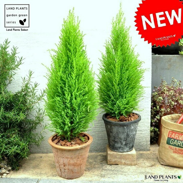 楽天市場 選べる鉢色 ゴールドクレスト テラコッタ鉢に植えた コニファー鉢植え Moss Pot コニファ 成長速度の速い植物 寄せ植えや お庭のシンボルツリーに ウィルマ クリスマスツリー クレスト 苗 苗木 ウイルマ ランドプランツ