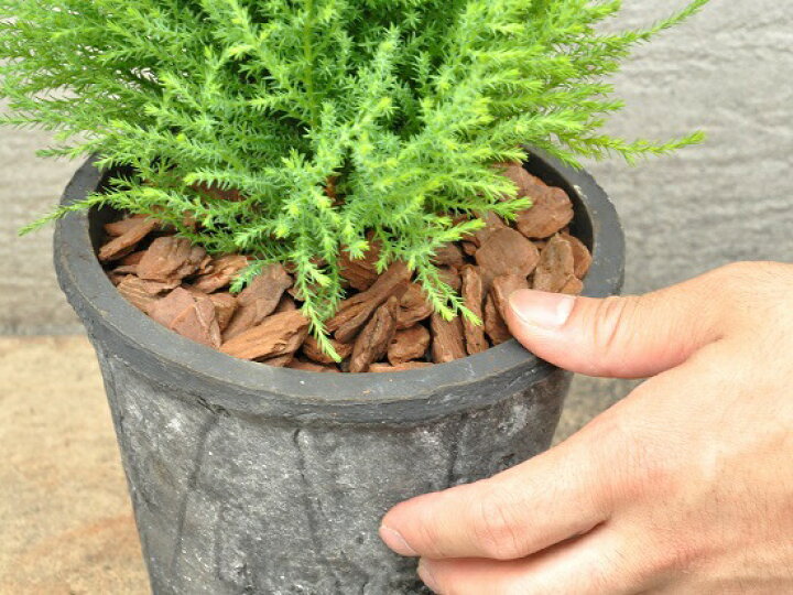 楽天市場 選べる鉢色 ゴールドクレスト テラコッタ鉢に植えた コニファー鉢植え Moss Pot コニファ 成長速度の速い植物 寄せ植えや お庭のシンボルツリーに ウィルマ クリスマスツリー クレスト 苗 苗木 ウイルマ ランドプランツ