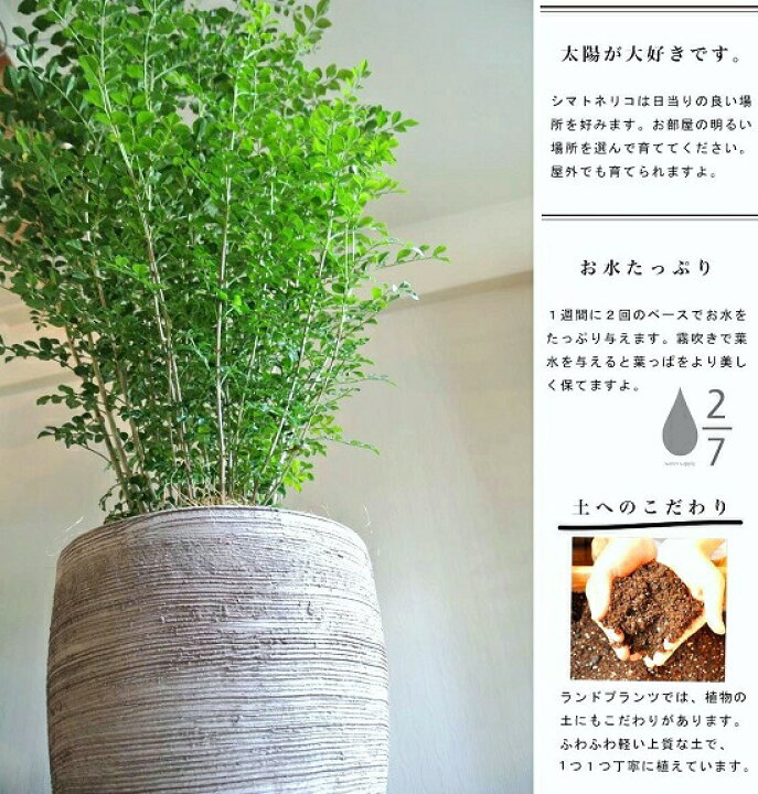 楽天市場 シマトネリコ デザインの良い テラコッタ 鉢植え 横縞 株立ち 素焼 陶器鉢 鉢 茶色 茶 こげ茶 ベージュ 苗 苗木 大型 8号 観葉植物 ランドプランツ