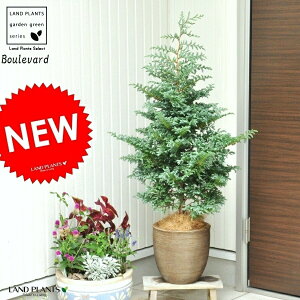 Rjt@[i{[o[hj fUC̗ǂ eRb^ A Rjt@ @u[o[hEqmLȁEqmLẺHE┒F@Chamaecyparis pisifera 'Boulevard'EcEc؁E1m@yoRj