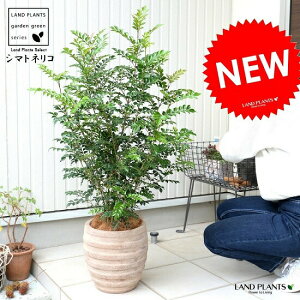 観葉植物 シマトネリコ 8号の人気商品 通販 価格比較 価格 Com