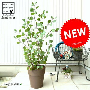 ポポラス 鉢植えの人気商品 通販 価格比較 価格 Com ポポラス 鉢植えの人気商品 通販 価格比較 価格 Com