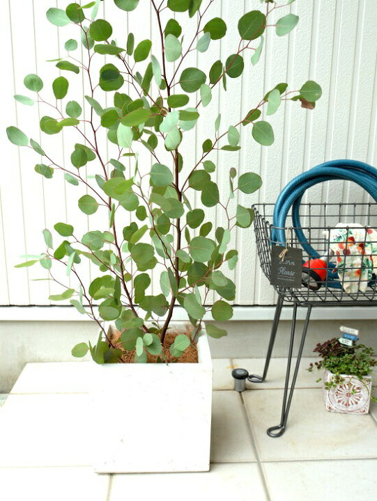 楽天市場 丸葉 ユーカリ ポポラス 軽量 ファイバー キューブ ポット 白色 鉢植え 大型 ポリアンセモス シラカネ ユーカリプタス Fiber Clay ファイバークレイ 鉢 苗 苗木 灰 白 ホワイト 正方形 四角 スクエア 観葉植物 ハートの葉 ランドプランツ