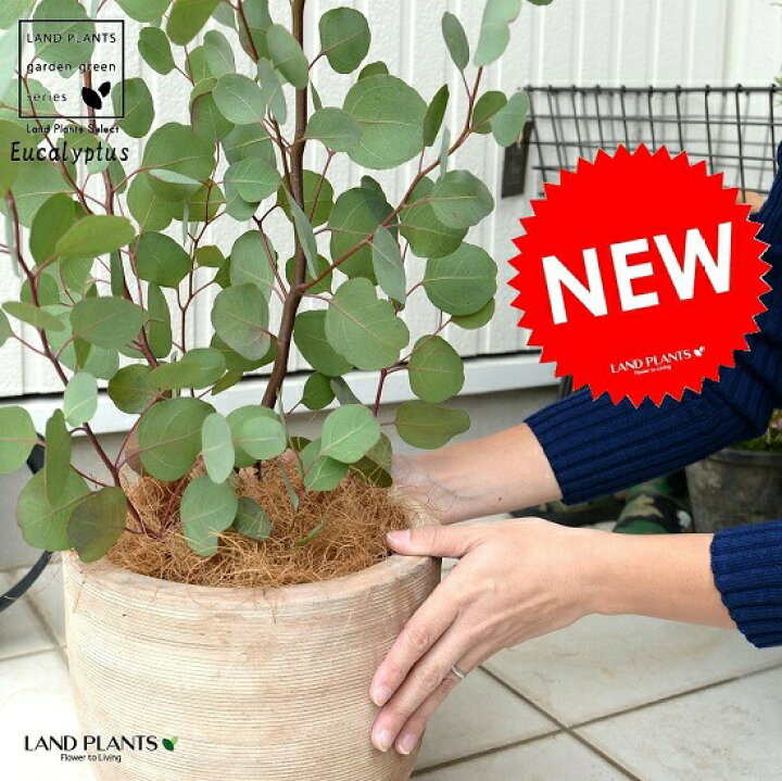 まんまる葉っぱ ユーカリの木 大人気のたまご型 皿付 黒 観葉植物 エッグ鉢 丸葉 鉢 ポポラス 大型 苗 テラコッタ 黒色 ポリアンセモス ユーカリ 苗木 素焼 ハートの葉 鉢植え 灰色 丸 ブラック