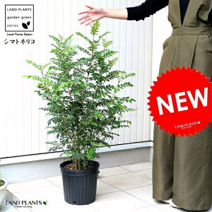 シマトネリコ 苗木 (株立ち)7号 プラスチック ポット苗 1鉢 H90cm程度 Fraxinus griffithii