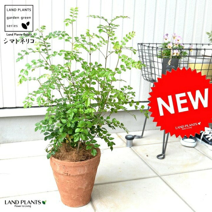 楽天市場 シマトネリコ 茶色 モスポット トール ラウンド型 トネリコ 苗木 苗 島トネリコ タイワンシオジ テラコッタ 素焼 陶器 ブラウン オレンジ 茶観葉植物 観葉 庭木 植木 送料無料 ランドプランツ 楽天市場 シマトネリコ 茶色 モスポット トール ラウンド型 トネリコ 苗木 苗 島トネリコ タイワンシオジ テラコッタ 素焼 陶器 ブラウン オレンジ 茶観葉植物 観葉 庭木 植木 送料無料 ランドプランツ