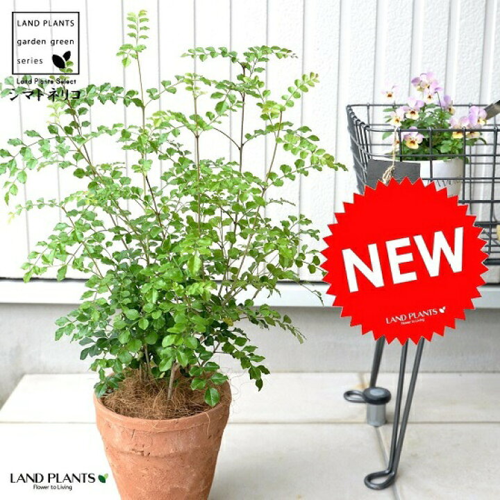 楽天市場 シマトネリコ 茶色 モスポット トール ラウンド型 トネリコ 苗木 苗 島トネリコ タイワンシオジ テラコッタ 素焼 陶器 ブラウン オレンジ 茶観葉植物 観葉 庭木 植木 送料無料 ランドプランツ 楽天市場 シマトネリコ 茶色 モスポット トール ラウンド型 トネリコ 苗木 苗 島トネリコ タイワンシオジ テラコッタ 素焼 陶器 ブラウン オレンジ 茶観葉植物 観葉 庭木 植木 送料無料 ランドプランツ