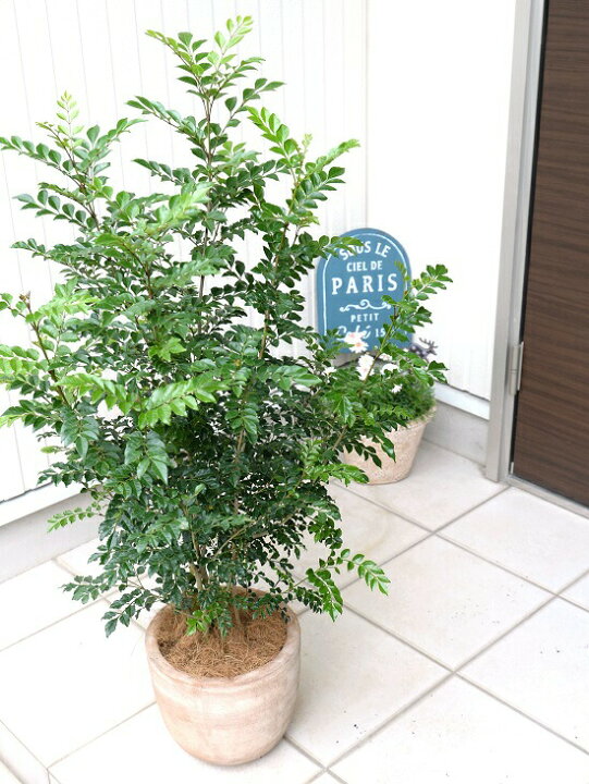 楽天市場 シマトネリコ デザインの良い テラコッタ 鉢植え 横縞 株立ち 素焼 陶器鉢 鉢 茶色 茶 こげ茶 ベージュ 苗 苗木 大型 8号 観葉 植物 ランドプランツ