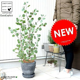 楽天市場 ユーカリ 苗 ガーデニング 農業 花 ガーデン Diy の通販
