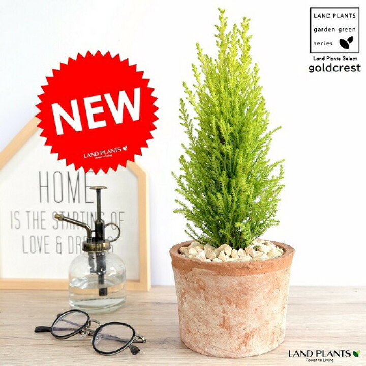 楽天市場 ゴールドクレスト 茶色 モスポット シリンダー 陶器鉢 クレスト 鉢植え 鉢 苗木 苗 陶器 テラコッタ 丸形 丸 ブラック 茶 オレンジ ブラウン 苔 コケ 観葉植物 バルコニスト ランドプランツ