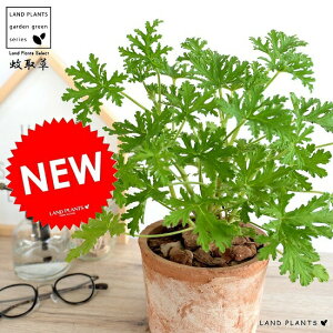 苗 苗木 レモン 観葉植物の人気商品 通販 価格比較 価格 Com