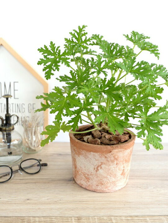 楽天市場 虫よけ カトリソウ 蚊取草 茶色 モスポット シリンダー型 バークチップ テラコッタ 鉢植え 鉢 なえ 苗 苗木 オレンジ 茶 ブラウン 丸 ラウンド 観葉植物 送料無料 虫よけシールの香り 虫よけスプレーの香り ランドプランツ