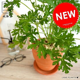 楽天市場 虫除け 植物室内 観葉植物 花 観葉植物 花 ガーデン Diyの通販