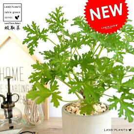 楽天市場 虫よけスプレー 花 ガーデン Diy の通販