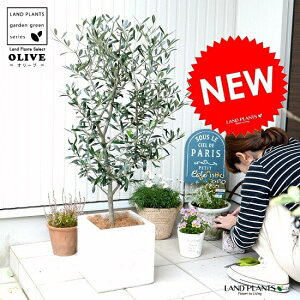 観葉植物 オリーブ 苗木の人気商品 通販 価格比較 価格 Com